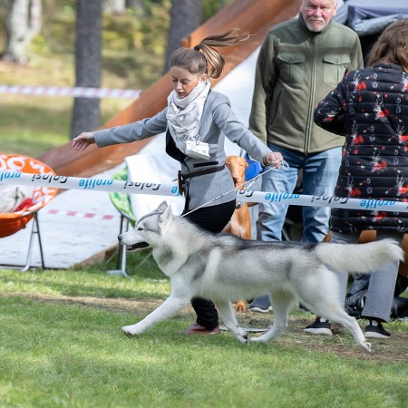 Multi CH. OUTSTANDING GENTLEMAN OF NORDIC FOREST