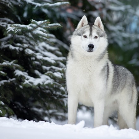 Multi CH. OUTSTANDING GENTLEMAN OF NORDIC FOREST