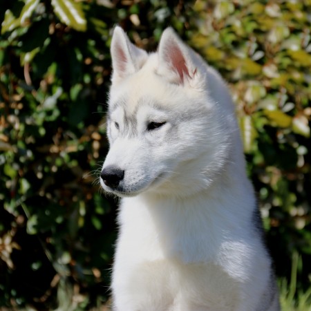 Multi CH. OUTSTANDING GENTLEMAN OF NORDIC FOREST