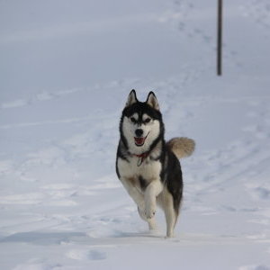 Multi Ch.LARA CROFT OF NORDIC FOREST