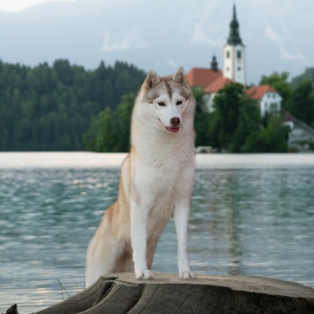 Rec. Northern wild magic Of nordic forest