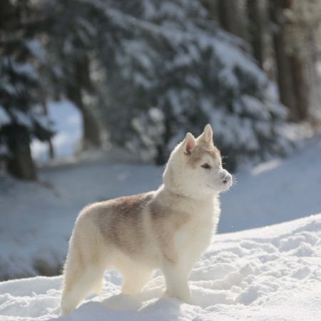 Rec. Northern wild magic Of nordic forest