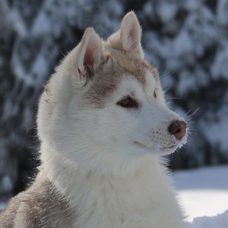 Rec. Northern wild magic Of nordic forest