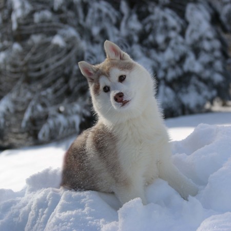 Rec. Northern wild magic Of nordic forest