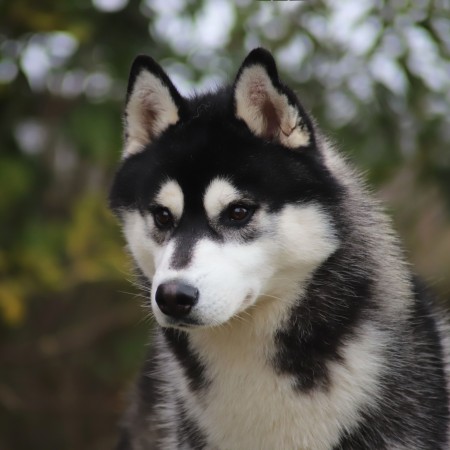 THE DARK KNIGHT OF NORDIC FOREST