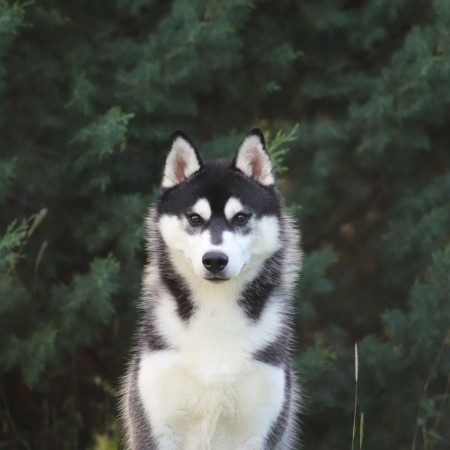 THE DARK KNIGHT OF NORDIC FOREST