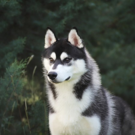 THE DARK KNIGHT OF NORDIC FOREST