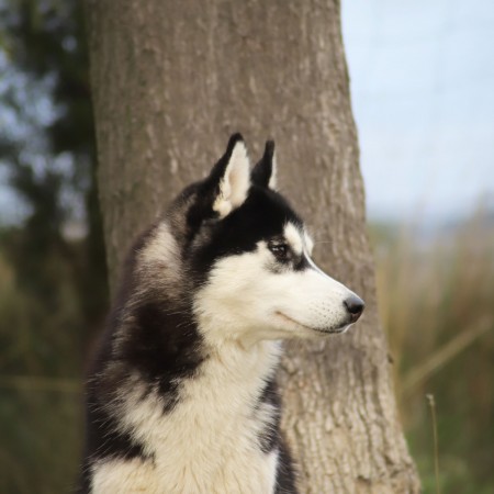 TRUE BLACK BEAUTY OF NORDIC FOREST