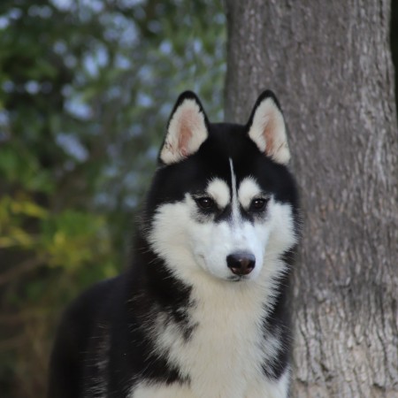 TRUE BLACK BEAUTY OF NORDIC FOREST