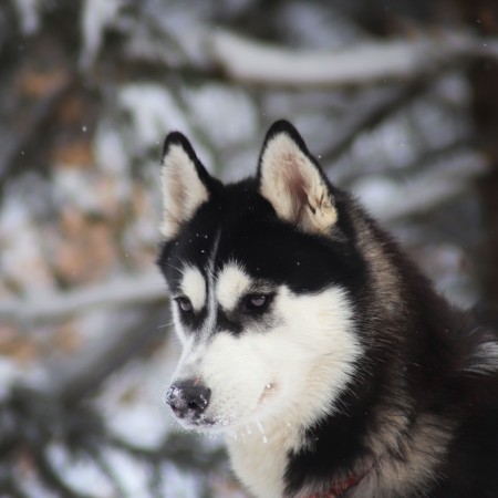 TRUE BLACK BEAUTY OF NORDIC FOREST