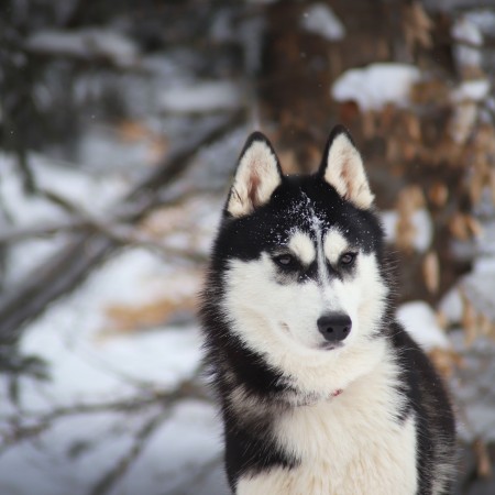 TRUE BLACK BEAUTY OF NORDIC FOREST