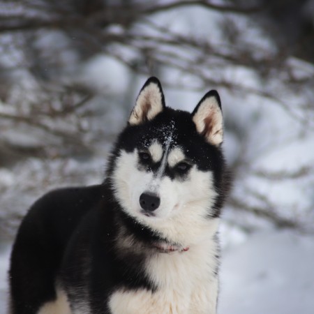 TRUE BLACK BEAUTY OF NORDIC FOREST