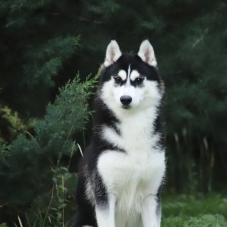 TRUE BLACK BEAUTY OF NORDIC FOREST