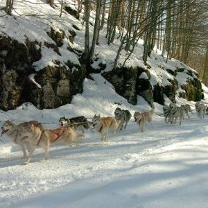 L'attelage en action en pleine course