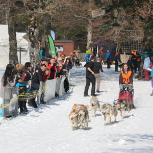 Marion et ses 6 chiens à la course du Mont dore 2016
