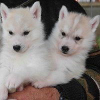 les deux autres males