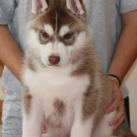 male 2 choco