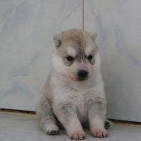Male 3