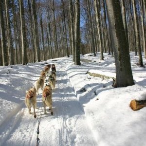 Les loups pendant la course